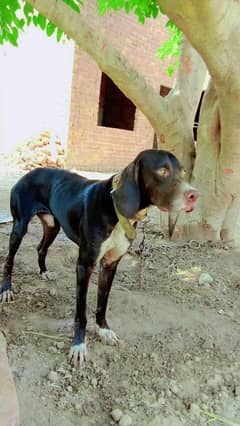 Pointer