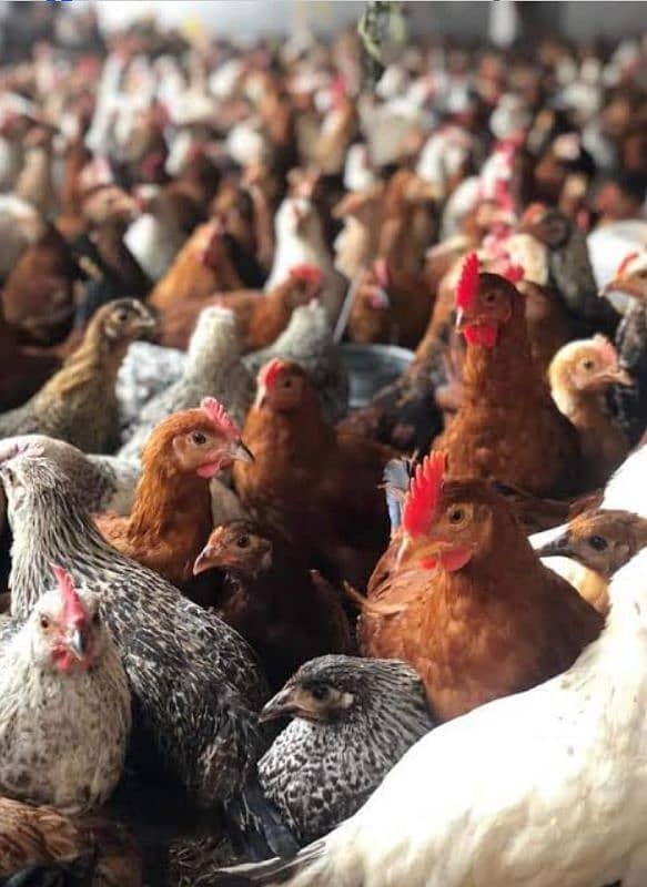 golden misri desi hens for eggs 0