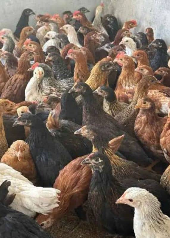 golden misri desi hens for eggs 1