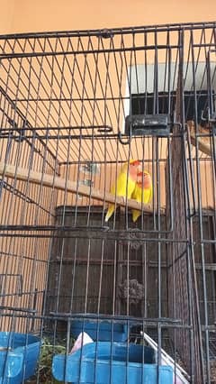 Common Lutino breeder pair for sale