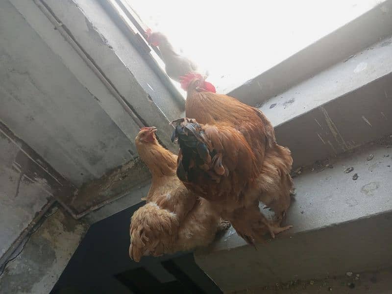 egg laying golden buff for sale 0