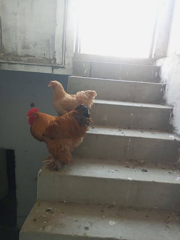 egg laying golden buff for sale 1