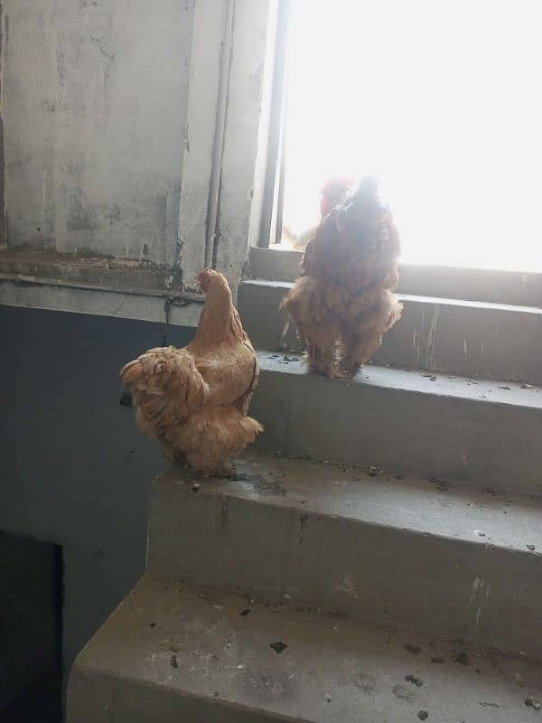 egg laying golden buff for sale 2