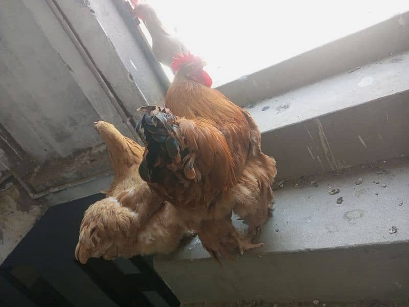 egg laying golden buff for sale 3