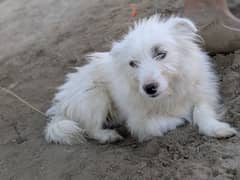 beautiful dog