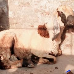 Dunba 2 theath 65kg