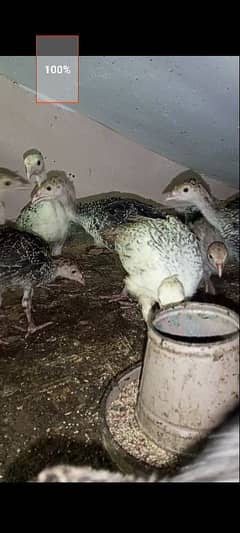 turkey