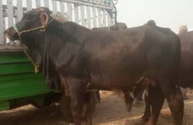 Qurbani