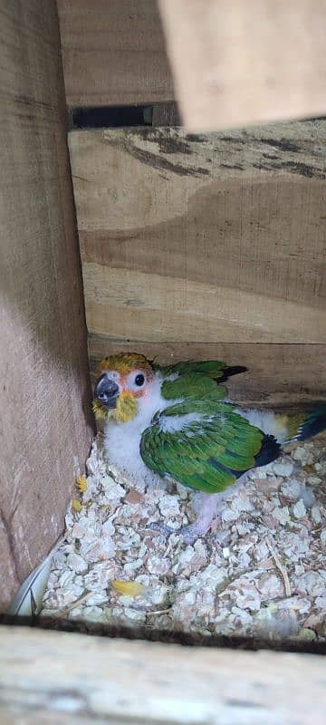 sun conure chich and white RN 0