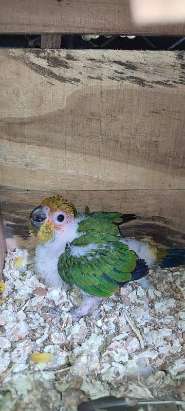 sun conure chich and white RN 1