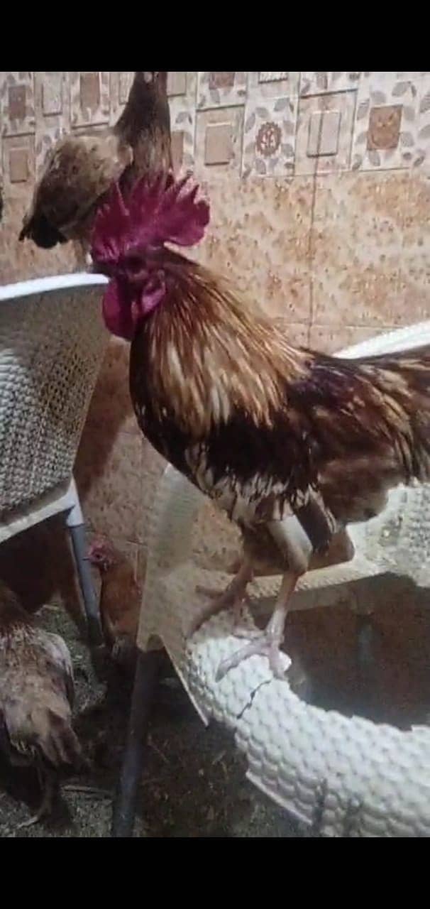 Golden Desi Hens for sale 0