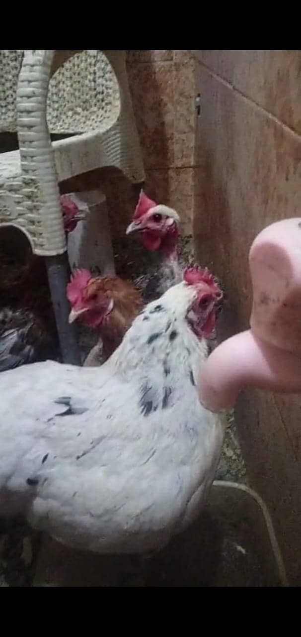 Golden Desi Hens for sale 1
