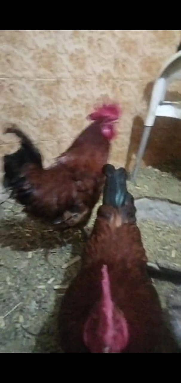 Golden Desi Hens for sale 2