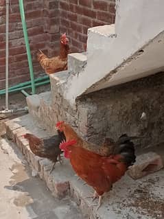 muraga + egg laying hens