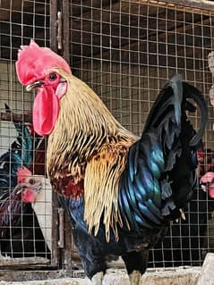 Fancy Hen male available for sale