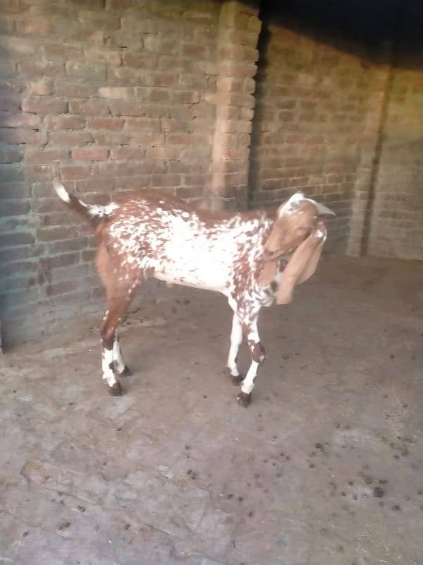 beautiful makhi chena bakra khassi 4dant 0