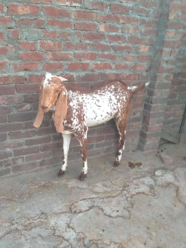 beautiful makhi chena bakra khassi 4dant 3