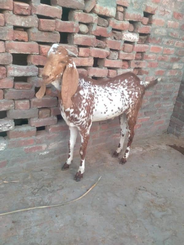 beautiful makhi chena bakra khassi 4dant 4