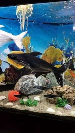 Fish ( blue line / white line shark)