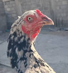 High quality CHNI Madi available eggs contact 03140340663