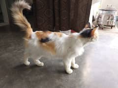 Persian