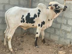 qurbani