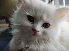 white Persian kittens pair