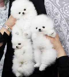 Pomeranian puppies 0319#8435459
