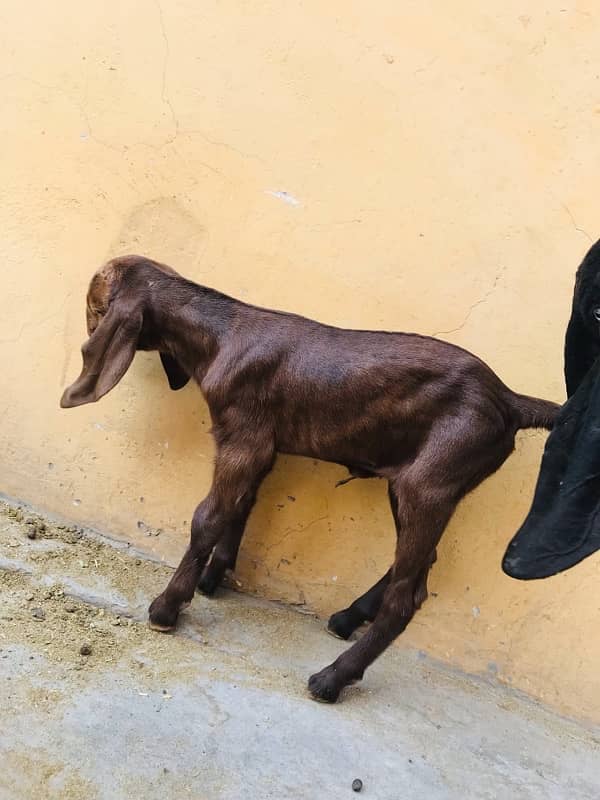 MashaAllah mahki chini bakri or saith 1 bakri ka bacha for sale ha 6