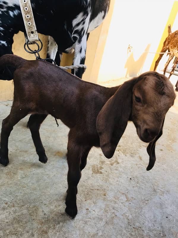 MashaAllah mahki chini bakri or saith 1 bakri ka bacha for sale ha 7