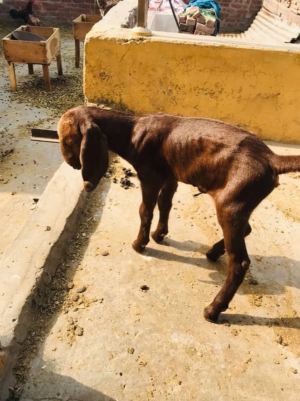 MashaAllah mahki chini bakri or saith 1 bakri ka bacha for sale ha 8