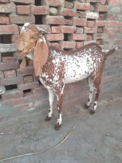 beautiful makhi chena 4dant khassi bakra