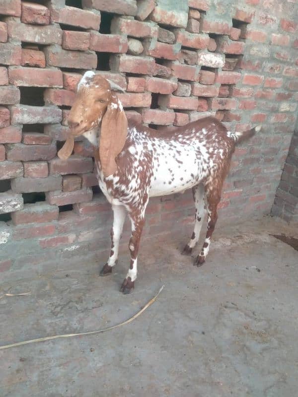 beautiful makhi chena 4dant khassi bakra 1