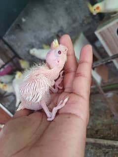 Cocktail chicks