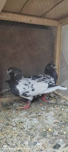 rampuri
