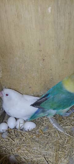Parblue opline split ino x albino red eyes breeder pair with chiks