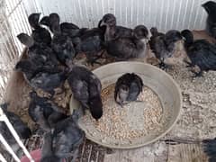 Ayam