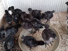 Ayam