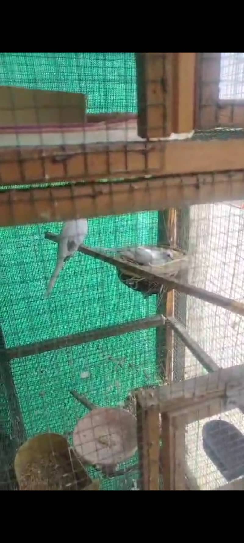 Blue pied dove 0