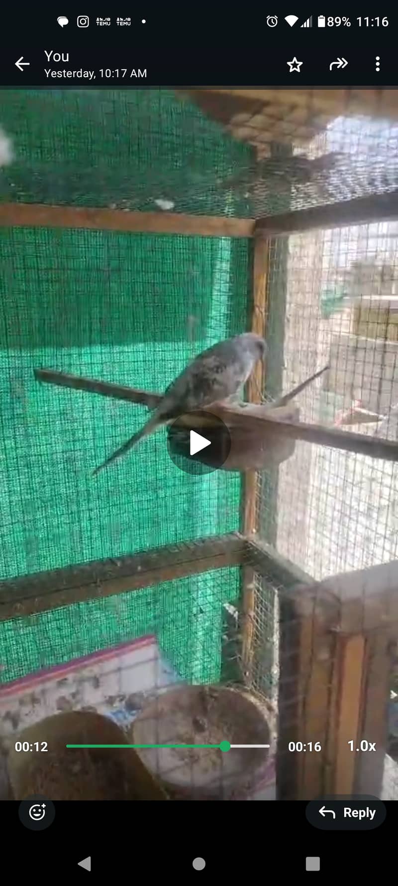 Blue pied dove 1