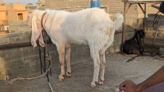 gulabi
