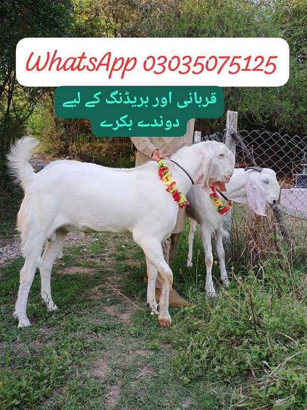 دوندےآنڈوبکرے 0