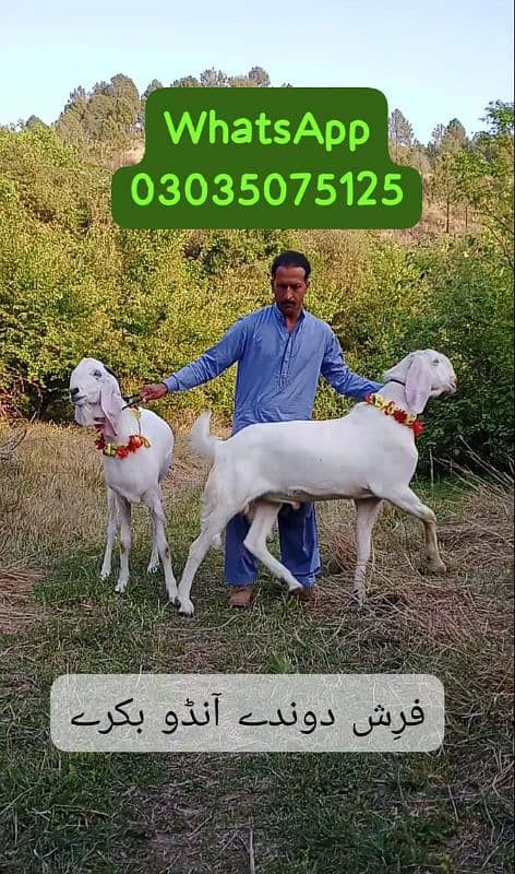 دوندےآنڈوبکرے 1