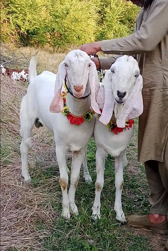 دوندےآنڈوبکرے 2
