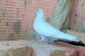 Bazi wala pigeon