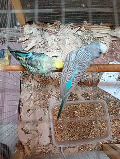 Australion