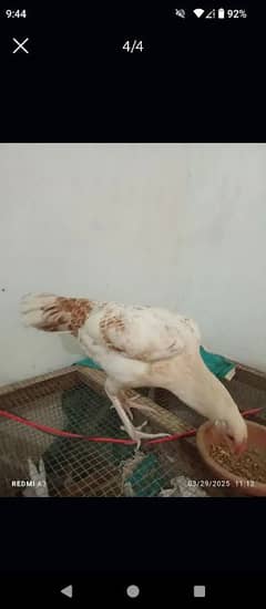 for