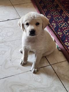 Labrador