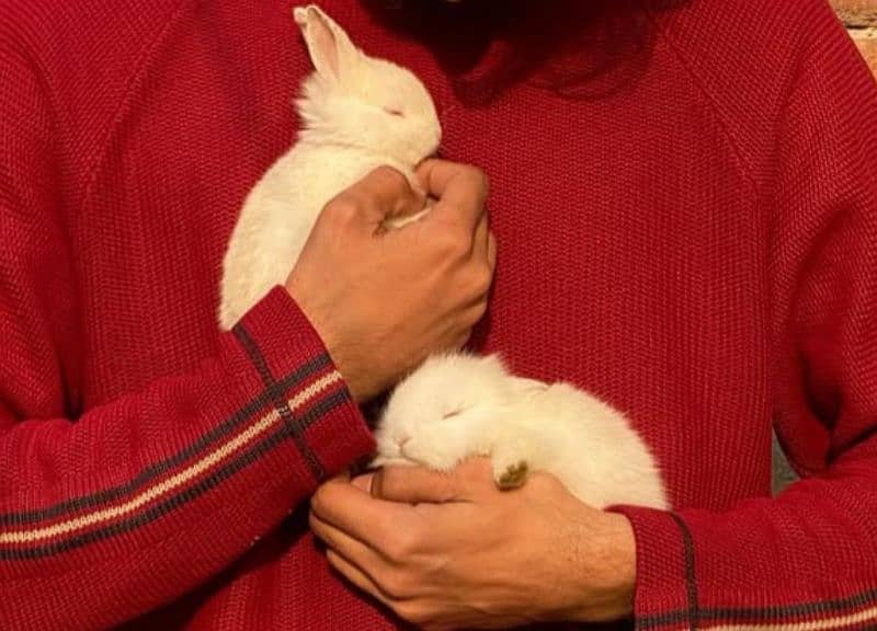 Red eyes rabbits 0