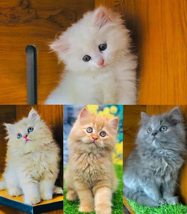 punch face triple cote kitten cat male and female 0